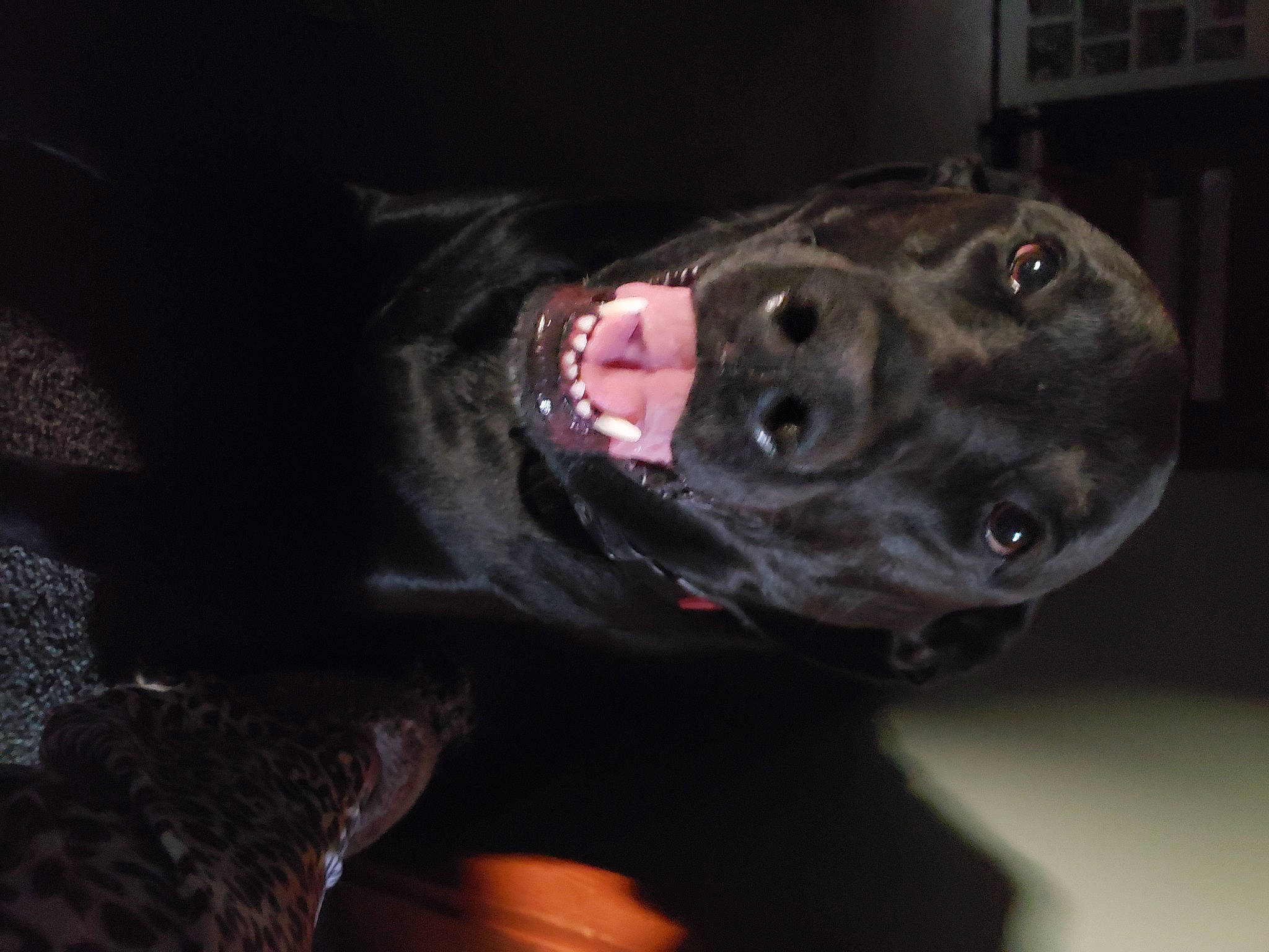 Luke is registered to the contest to win money with this photo: borador, canidae, carnivore, companion_dog, darkness, dog, dog_breed, fur, guard_dog, jaw, non_sporting_group, personal_protective_equipment, snout, sporting_group, whiskers