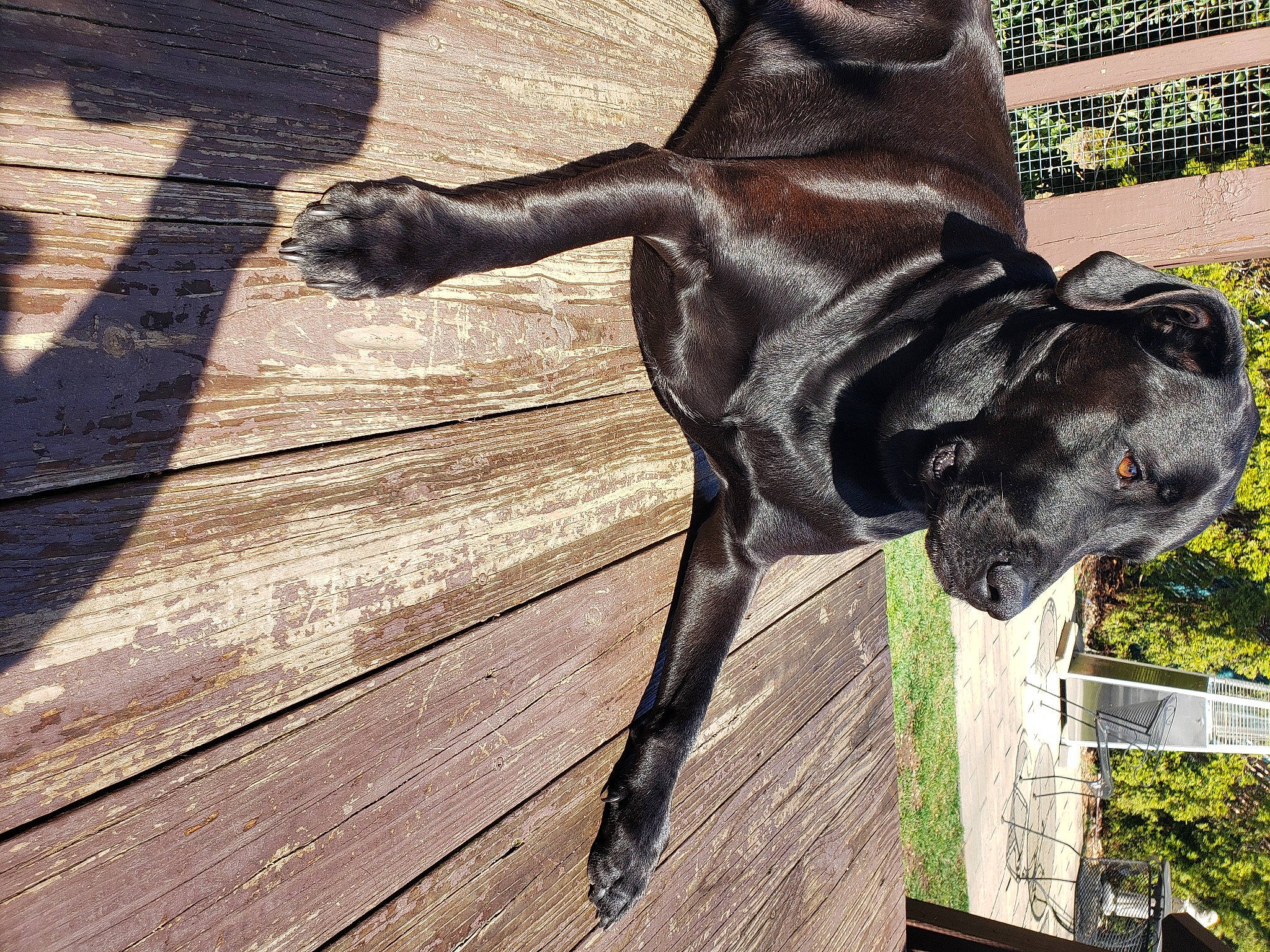 Luke is registered to the contest to win money with this photo: art, bronze_sculpture, carnivore, companion_dog, dog, dog_breed, dog_collar, fawn, flooring, guard_dog, hardwood, liver, plank, sculpture, snout, statue, tail, terrestrial_animal, wood, working_animal