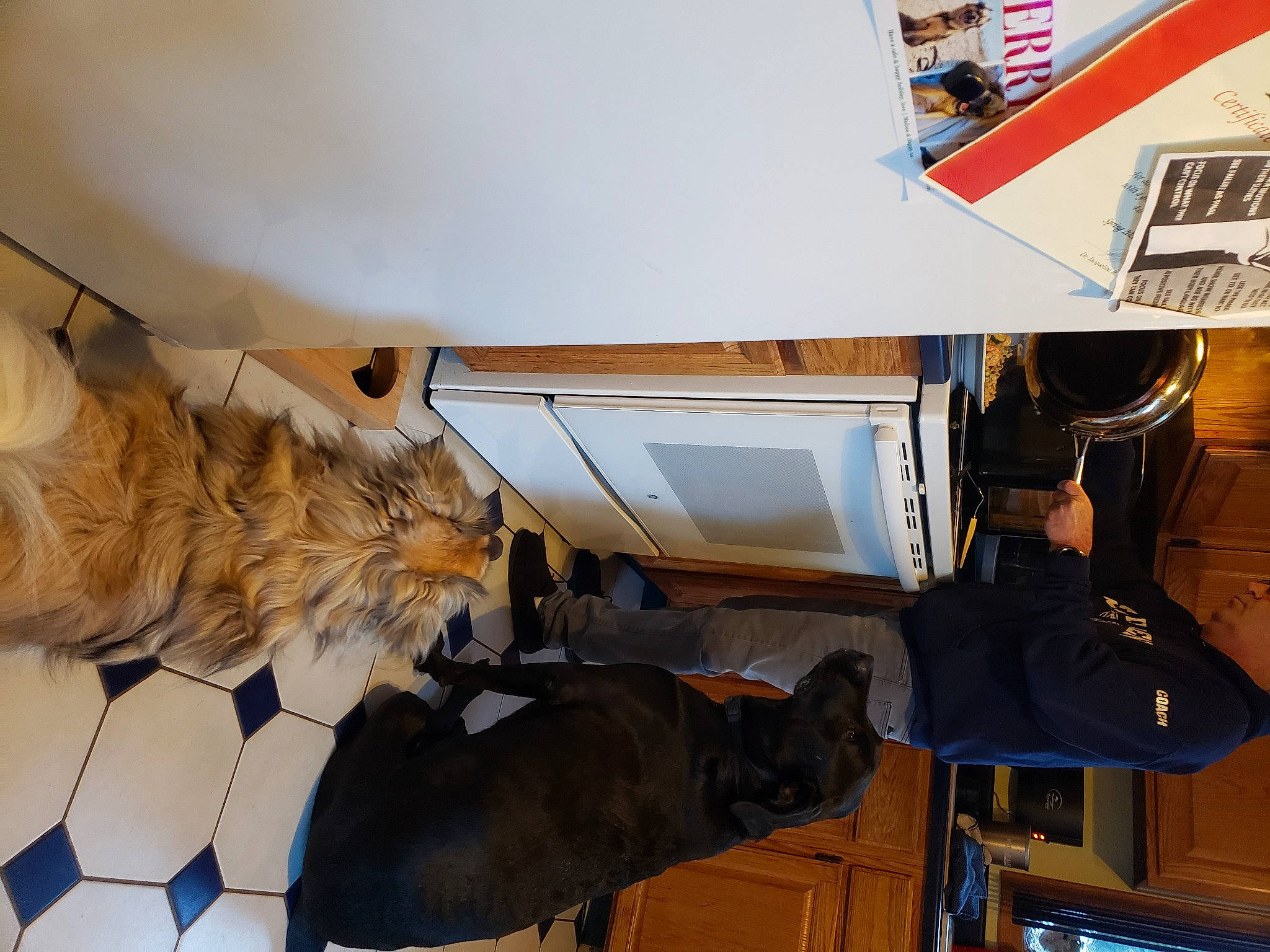 Luke joined the competition — help win amazing prizes! aerospace_engineering, carnivore, ceiling, comfort, fawn, felidae, flooring, fur, hat, jacket, room, shoe, small_to_medium_sized_cats, sneakers, tail, whiskers, wing, wood