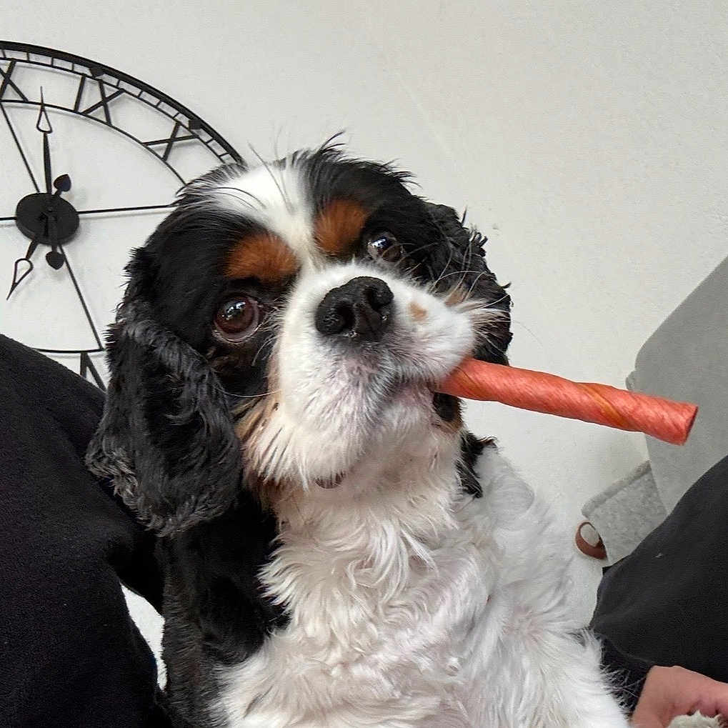 Rusty participe au concours pour gagner de l'argent avec cette photo : dog, pet, indoor, chew_stick, tricolor, clock, furniture, curious, close_up, cute, animal, companion, black, white, brown, face, ears, fur, looking, person_hand