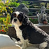 Rusty participe au concours pour gagner de l'argent avec cette photo : dog, cushion, outdoor, sunlight, flower, plant, statue, buddha, garden, railing, black_and_white, pet, fur, seat, relaxation, nature, daylight, animal, portrait, peaceful