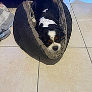 Rusty a rejoint le concours — aidez-le/la à gagner de superbes lots ! animal, black_and_white_dog, blanket, cavalier_king_charles_spaniel, companion, cozy, cute, dog, dog_bed, domestic, floor_tiles, furniture, household, indoor, looking_up, pet_bed, relaxed, resting, small_dog, tile_floor