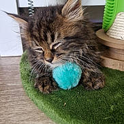 Bowie a rejoint le concours — aidez-le/la à gagner de superbes lots ! blue_ball, cat, cat_scratch_pad, close_up, cute, domestic_animal, feline, fur, furry, green_pom_pom, indoor, kitten, pet, playful, resting, scratching_post, sleepy, small, toy, wooden_floor