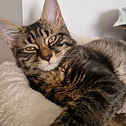 Bowie participe au concours pour gagner de l'argent avec cette photo : cat, tabby, pet, feline, indoor, relaxed, soft_surface, whiskers, fur, closeup, resting, cute, animal, mammal, home, cozy, sleepy, portrait, paw, face
