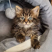 Bowie a rejoint le concours — aidez-le/la à gagner de superbes lots ! kitten, cat, tabby, pet_bed, gray, furry, blue_eyes, paw, cozy, indoor, cute, young, animal, pet, comfort, resting, soft, close_up, feline, playful