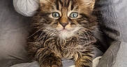 Bowie a rejoint le concours — aidez-le/la à gagner de superbes lots ! animal, blue_eyes, cat, close_up, comfort, cozy, cute, feline, furry, gray, indoor, kitten, paw, pet, pet_bed, playful, resting, soft, tabby, young