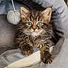 kitten, cat, tabby, pet_bed, gray, furry, blue_eyes, paw, cozy, indoor, cute, young, animal, pet, comfort, resting, soft, close_up, feline, playful