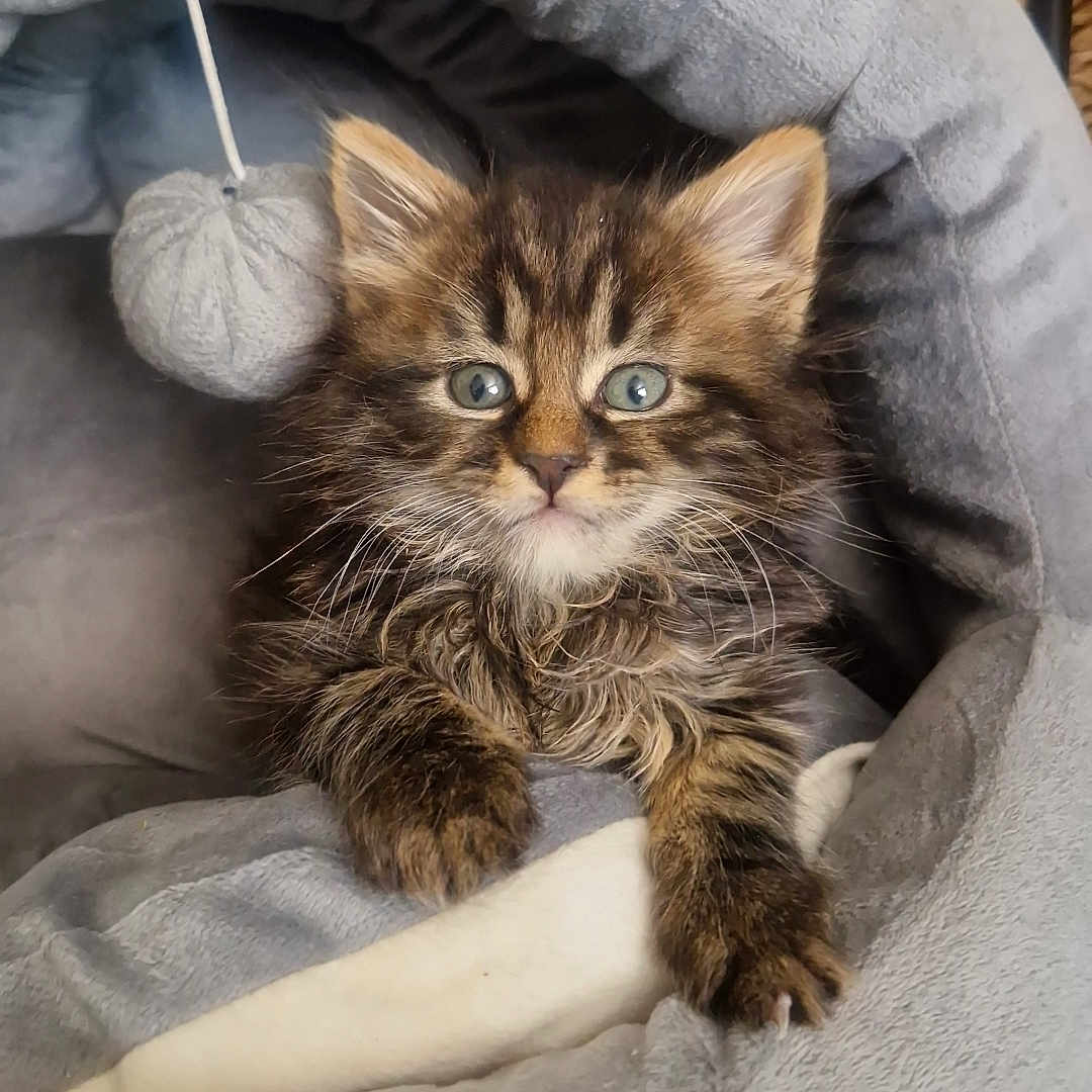 Bowie