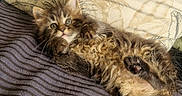 Bowie a rejoint le concours — aidez-le/la à gagner de superbes lots ! kitten, cat, furry, curly_fur, wide_eyes, blanket, striped_blanket, pillow, decorative_pillow, indoor, pet, cute, small, relaxed, lying_down, feline, whiskers, ears, paw, fur