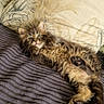 kitten, cat, furry, curly_fur, wide_eyes, blanket, striped_blanket, pillow, decorative_pillow, indoor, pet, cute, small, relaxed, lying_down, feline, whiskers, ears, paw, fur