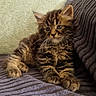 Bowie a rejoint le concours — aidez-le/la à gagner de superbes lots ! kitten, cat, pet, fur, fluffy, animal, cute, resting, cozy, blanket, pillow, indoor, striped, tabby, whiskers, ears, small, young, relaxed, home
