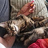 Bowie participe au concours pour gagner de l'argent avec cette photo : cat, tabby, sleeping, pillow, couch, arm, hand, nails, manicure, blanket, cozy, fur, relaxation, home, indoor, resting, comfort, striped, pet, feline