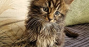 Bowie a rejoint le concours — aidez-le/la à gagner de superbes lots ! adorable, animal, blanket, cat, curious, cute, ears, eyes, fur, furry, indoor, kitten, pet, pillow, sitting, small, soft, texture, whiskers, young