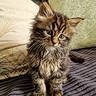 Bowie a rejoint le concours — aidez-le/la à gagner de superbes lots ! kitten, cat, pet, furry, cute, animal, young, small, fur, whiskers, ears, eyes, sitting, indoor, blanket, pillow, soft, texture, curious, adorable