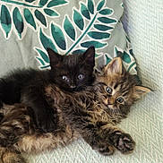 Billy-Jine participe au concours pour gagner de l'argent avec cette photo : kitten, cat, animal, pet, cute, feline, snuggling, cozy, fur, tabby, black_cat, blanket, pattern, indoor, resting, young, closeup, companion, cute_animals, adorable