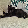 Billy-Jine participe au concours pour gagner de l'argent avec cette photo : kitten, black_cat, couch, pillow, indoor, pet, feline, resting, fur, cute, small, young_animal, household, cozy, texture, green, leaf_pattern, looking, animal, relaxing