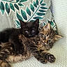 Billy-Jine participe au concours pour gagner de l'argent avec cette photo : kitten, cat, animal, pet, cute, feline, snuggling, cozy, fur, tabby, black_cat, blanket, pattern, indoor, resting, young, closeup, companion, cute_animals, adorable
