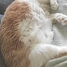 Gabannah participe au concours pour gagner de l'argent avec cette photo : animal, blanket, cat, cozy, cute, domestic_cat, fluffy, fur, indoor, nap, orange_and_white, paw, peaceful, pet, relaxed, resting, sleeping, soft, tail, whiskers