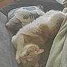 Gabannah a rejoint le concours — aidez-le/la à gagner de superbes lots ! blanket, cat, comfort, couch, cozy, daylight, decor, feline, fur, home, indoor, orange_cat, pillow, plant, relaxing, resting, sleeping, soft, white_cat, window