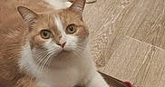 Gabannah a rejoint le concours — aidez-le/la à gagner de superbes lots ! cat, orange_cat, white_cat, floor, wooden_floor, sandals, pink_sandals, paws, pet, indoor, curious, looking_up, animal, cute, domestic_cat, feline, resting, playful, footwear, closeup