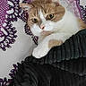 Gabannah a rejoint le concours — aidez-le/la à gagner de superbes lots ! cat, pet, blanket, bed, purple, white, fur, cozy, cute, animal, domestic, resting, indoor, soft, sleepy, curious, whiskers, paw, face, relaxed