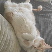 Gabannah a rejoint le concours — aidez-le/la à gagner de superbes lots ! cat, orange_cat, white_cat, lying_down, relaxed, couch, pillow, blanket, indoor, pet, fur, cozy, sleeping, cute, domestic_animal, resting, paw, animal, feline, home