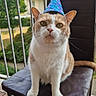 Gabannah participe au concours pour gagner de l'argent avec cette photo : cat, orange_cat, white_cat, party_hat, chair, balcony, outdoor, pet, animal, feline, curious, sitting, ears, whiskers, garden, building, daylight, brown_chair, fur, cute
