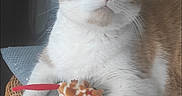 Gabannah participe au concours pour gagner de l'argent avec cette photo : animal, cat, cozy, curious, cushion, cute, domestic_cat, furniture, home, indoor, mammal, orange_and_white_cat, paws, pet, playful, relaxed, television, toy_mouse, whiskers, wicker_ottoman
