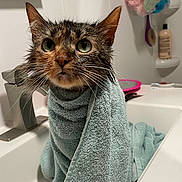Luna joined the competition — help win amazing prizes! cat, wet, towel, bathroom, sink, pet, fur, ears, whiskers, green_eyes, domestic_cat, indoor, disgruntled, closeup, portrait, animal, cute, wrapped, household, feline
