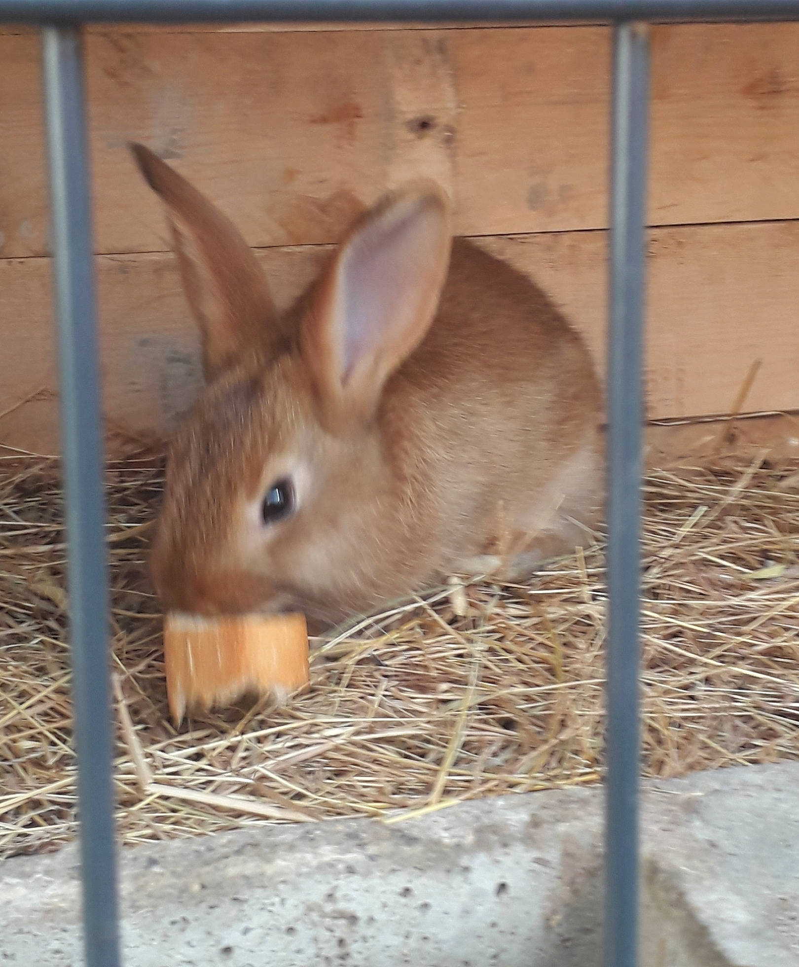 Cookie a rejoint le concours — aidez-le/la à gagner de superbes lots ! adaptation, animal_shelter, cage, domestic_rabbit, ear, fawn, hare, mammal, organism, rabbit, rabbits_and_hares, snout, terrestrial_animal, vertebrate, whiskers, wildlife, wood_rabbit
