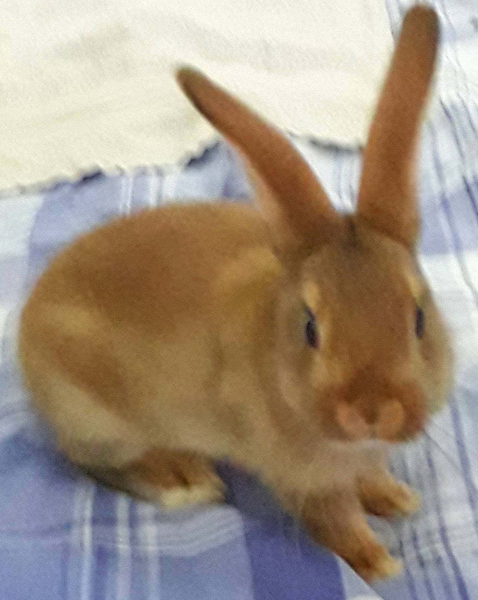 Cookie participe au concours pour gagner de l'argent avec cette photo : domestic_rabbit, ear, fawn, hare, mammal, rabbit, rabbits_and_hares, snout, whiskers, wood_rabbit