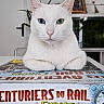 Wally a rejoint le concours — aidez-le/la à gagner de superbes lots ! cat, white_cat, heterochromia, blue_eye, green_eye, board_game, table, indoor, pet, animal, portrait, feline, close_up, houseplant, door, frame, wall_art, sitting, cute, domestic