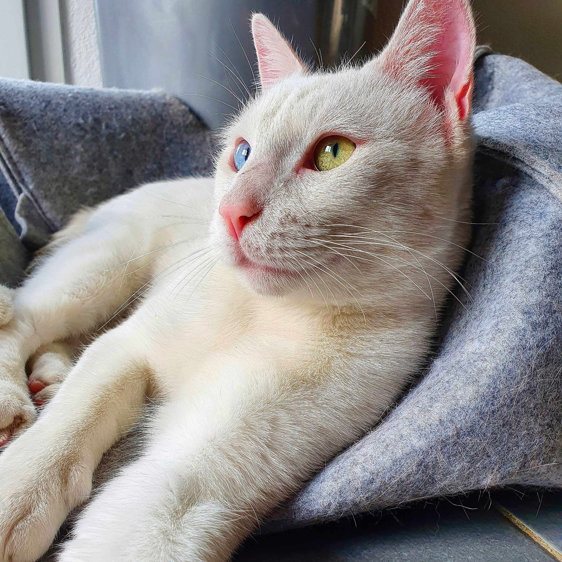 Wally a rejoint le concours — aidez-le/la à gagner de superbes lots ! abyssinian, angora, animal, blanket, cat, kitten, manx, pet, siamese, towel