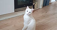 Wally a rejoint le concours — aidez-le/la à gagner de superbes lots ! animal, appliance, bottle, cabinet, cat, device, drawer, electricaldevice, furniture, hardwood, indoors, interiordesign, kitchen, kitten, microwave, oven, pet, plywood, shaker, wood
