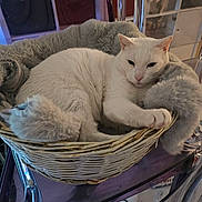 Wally a rejoint le concours — aidez-le/la à gagner de superbes lots ! cat, white_cat, basket, blanket, furniture, indoor, cozy, resting, pet, animal, fur, relaxed, sleepy, chair, soft, home, domestic, cute, whiskers, paw