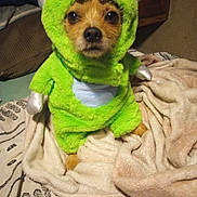 Lilman is registered to the contest to win money with this photo: dog, puppy, pet, costume, monster_costume, green, fuzzy, cute, funny, portrait, sitting, indoors, blanket, bed, animal, face, eyes, horns, clothing, playful