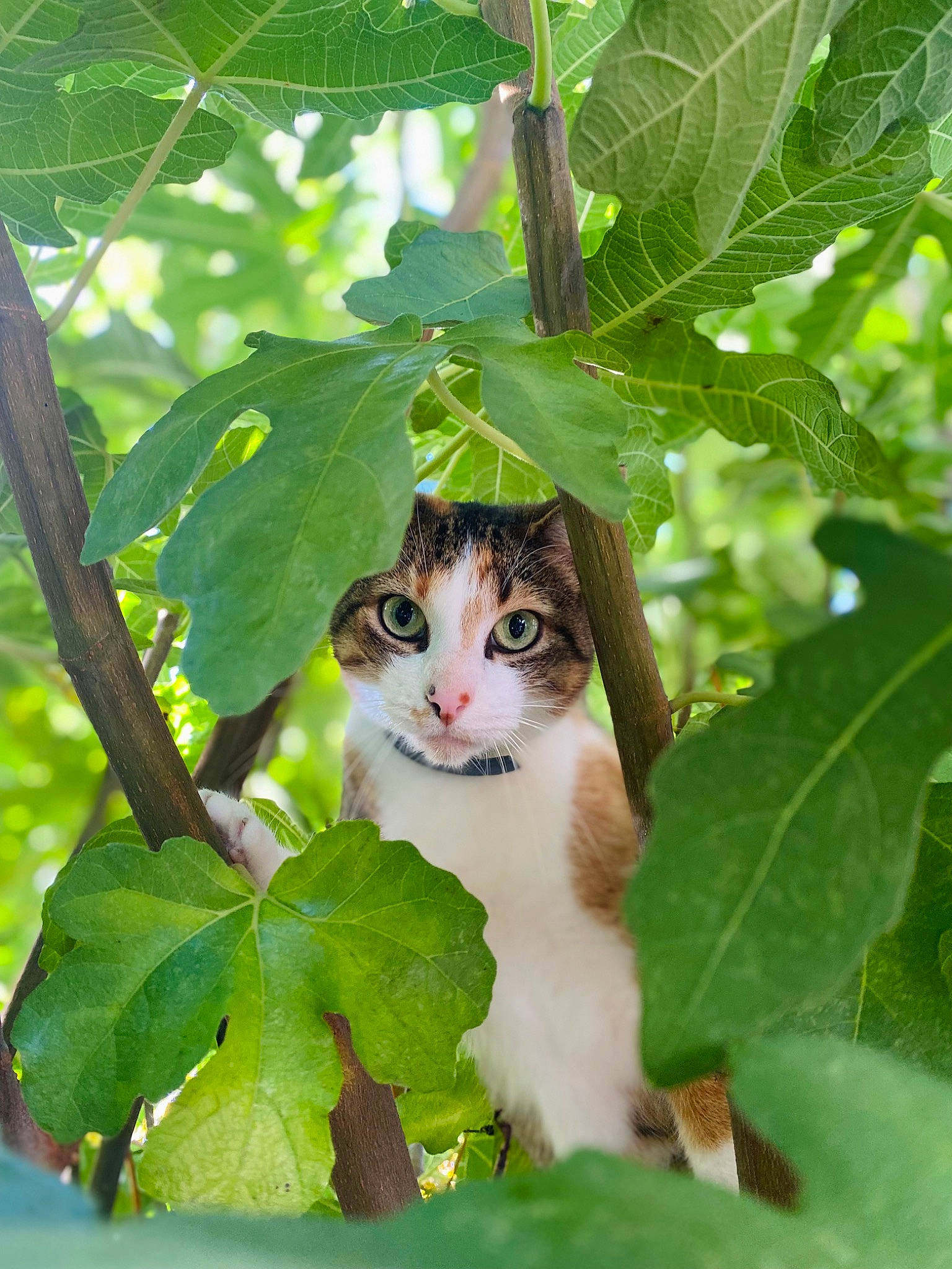 Pisten participe au concours pour gagner de l'argent avec cette photo : carnivore, cat, domestic_short_haired_cat, felidae, flowering_plant, fur, grass, herb, leaf, leaf_vegetable, plant, plant_stem, small_to_medium_sized_cats, snout, tail, terrestrial_animal, tree, twig, whiskers, wildlife