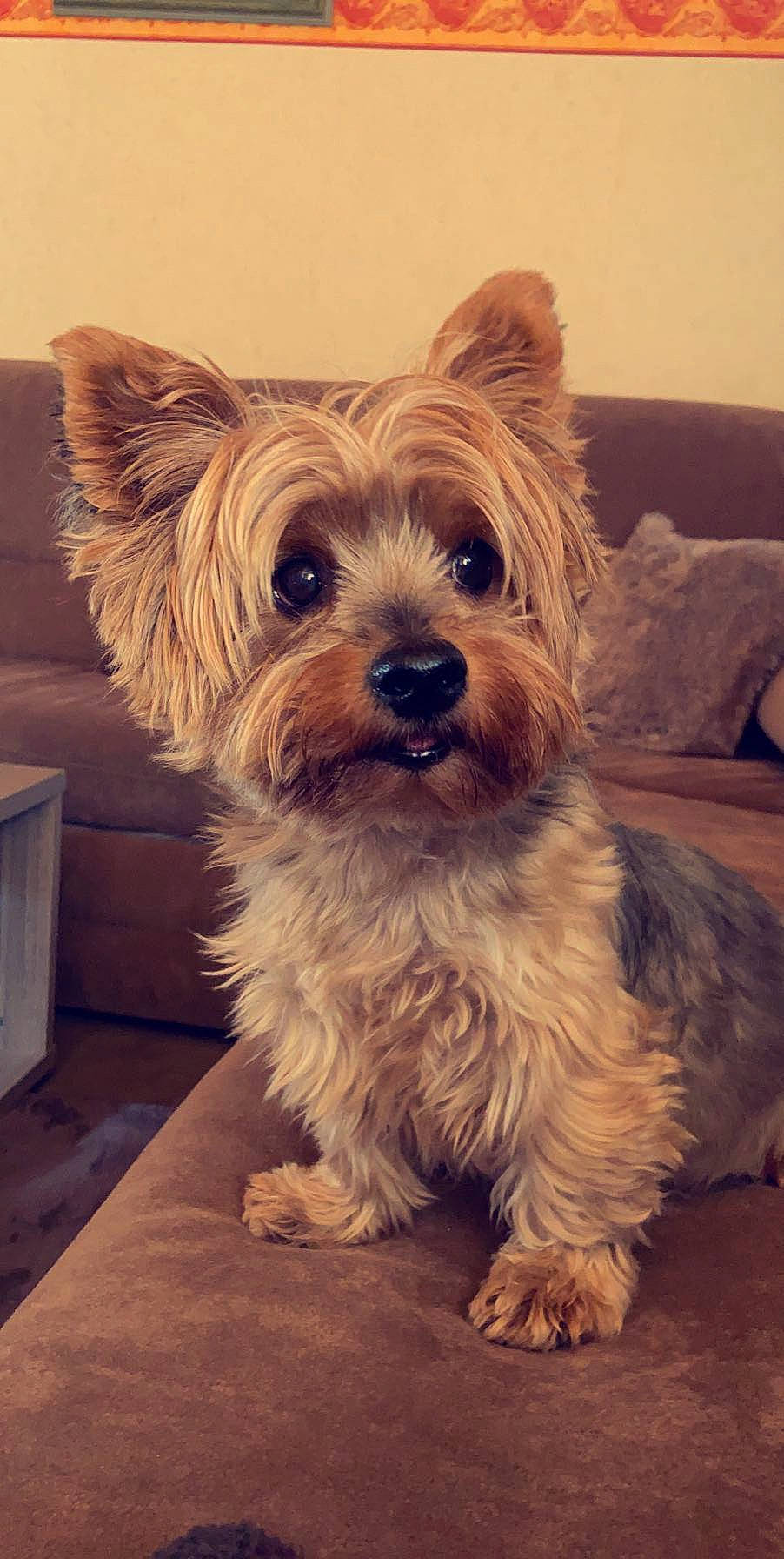 Coockie participe au concours pour gagner de l'argent avec cette photo : biewer_terrier, canidae, carnivore, companion_dog, couch, dog, dog_breed, dog_supply, fawn, fur, maltepoo, small_terrier, snout, sporting_group, terrestrial_animal, terrier, toy_dog, working_animal, yorkipoo, yorkshire_terrier