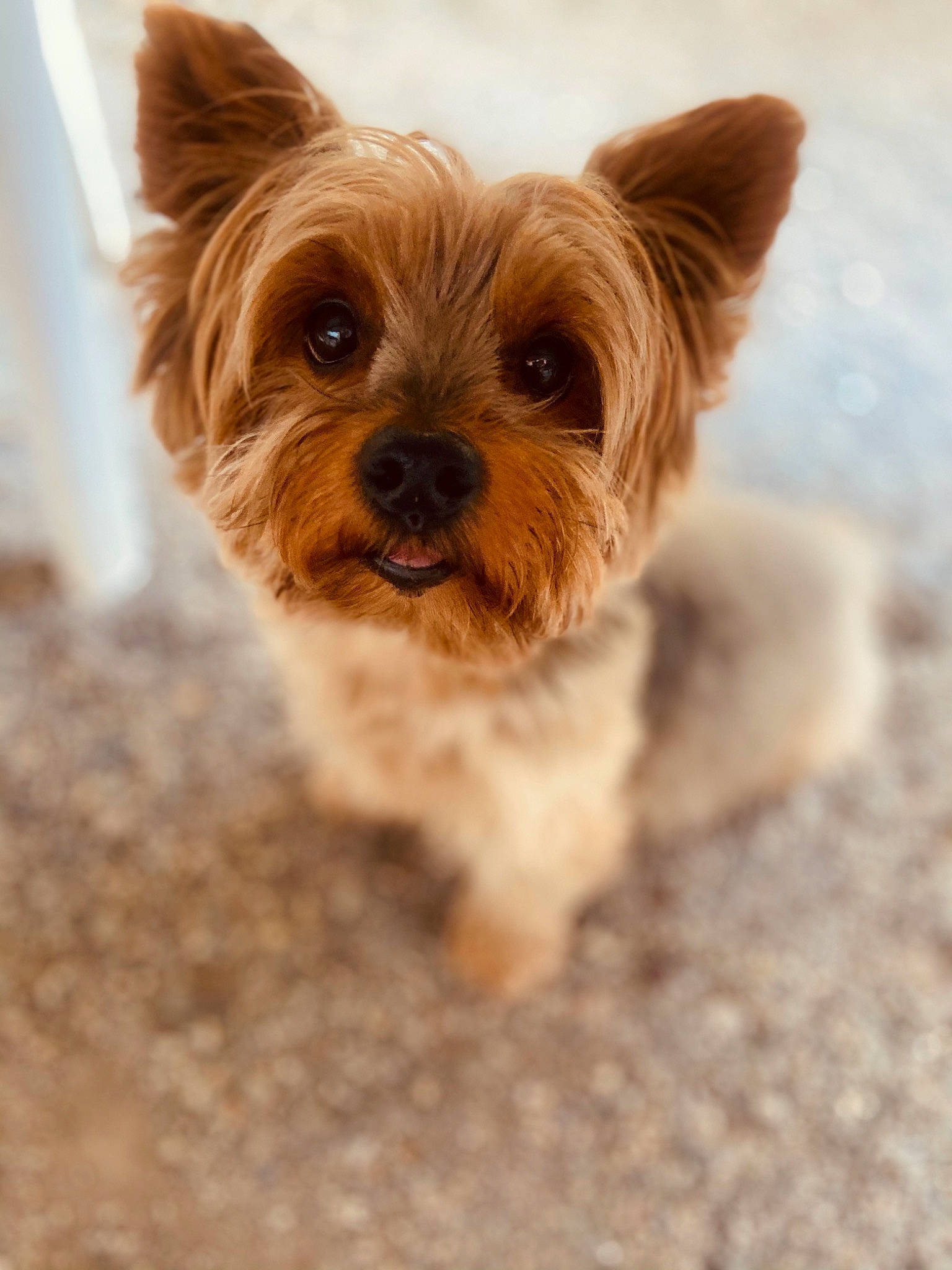 Coockie participe au concours pour gagner de l'argent avec cette photo : biewer_terrier, canidae, carnivore, companion_dog, dog, dog_breed, dog_supply, fawn, fur, liver, maltepoo, pet_supply, small_terrier, sporting_group, terrestrial_animal, terrier, toy_dog, working_animal, yorkipoo, yorkshire_terrier