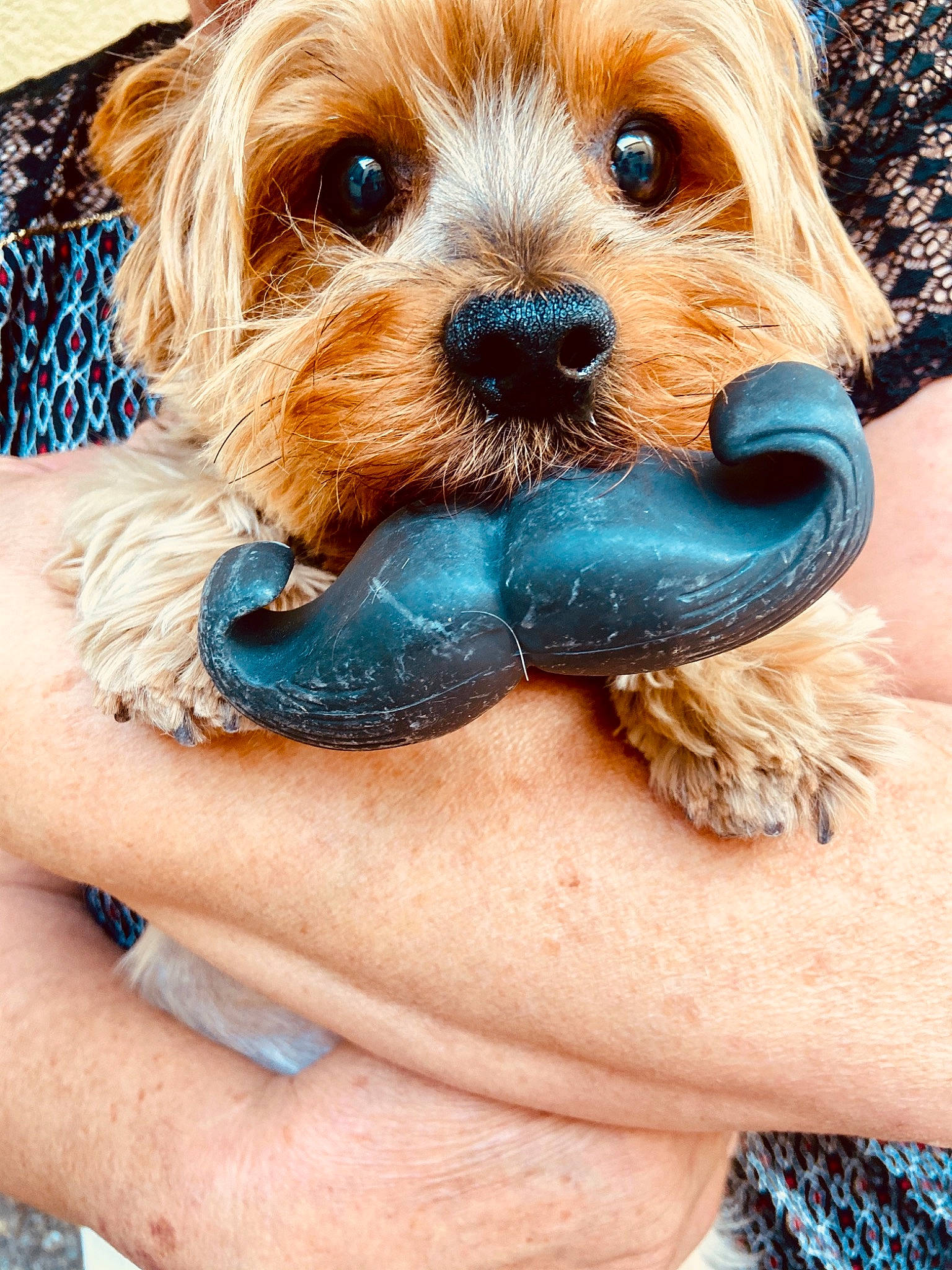 Coockie participe au concours pour gagner de l'argent avec cette photo : blue, brown_hair, canidae, carnivore, companion_dog, dog, dog_breed, dog_clothes, dog_collar, dog_supply, electric_blue, fawn, fur, liver, snout, sporting_group, sunglasses, toy_dog, wood, working_animal