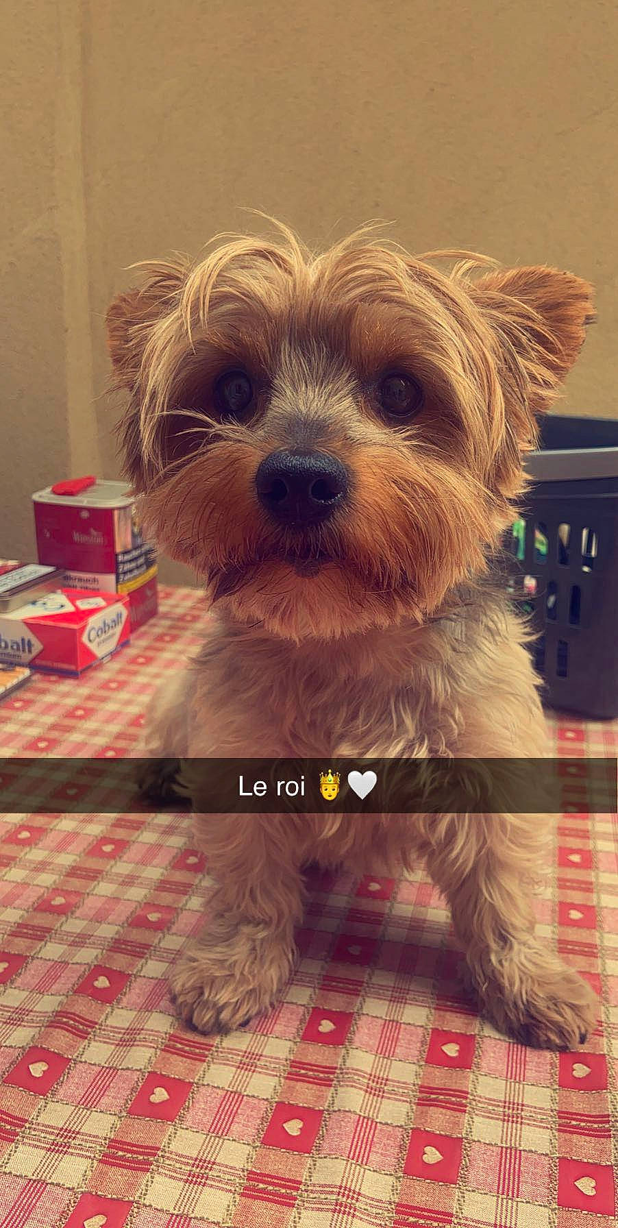 Coockie a rejoint le concours — aidez-le/la à gagner de superbes lots ! biewer_terrier, canidae, carnivore, companion_dog, dog, dog_breed, dog_clothes, dog_supply, flooring, fur, maltepoo, pattern, puppy_love, small_terrier, snout, sporting_group, tartan, terrier, toy_dog, working_animal