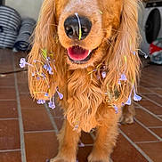 Pistou participe au concours pour gagner de l'argent avec cette photo : dog, golden_retriever, puppy, flowers, indoor, happy, pet, animal, fur, closeup, brown, floor, tile, cute, playful, smiling, domestic, young, ears, eyes