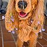 Pistou a rejoint le concours — aidez-le/la à gagner de superbes lots ! dog, golden_retriever, flower, purple_flower, pet, cute, smiling, ears, fur, indoor, tile_floor, closeup, portrait, animal, happy, nature, decorated, adorable, playful, domestic