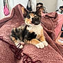 kitten, calico_cat, blanket, yarn, pink, indoor, pet, cute, feline, fur, paw, relaxing, cozy, home, laptop, string, soft, domestic_animal, animal, resting