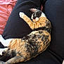 Betty is registered to the contest to win money with this photo: cat, kitten, sleeping, calico, animal, pet, feline, fur, whiskers, paw, relaxation, lap, clothing, black_pants, indoor, rest, cute, small, cozy, pink_blanket