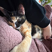 Betty joined the competition — help win amazing prizes! calico_cat, kitten, paw, stretching, blanket, pink_blanket, snuggling, cozy, person, arm, black_sleeve, indoor, fur, whiskers, cute, relaxation, closeup, soft_texture, resting, pet