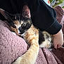 calico_cat, kitten, paw, stretching, blanket, pink_blanket, snuggling, cozy, person, arm, black_sleeve, indoor, fur, whiskers, cute, relaxation, closeup, soft_texture, resting, pet