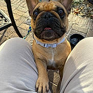 Baby joined the competition — help win amazing prizes! big_eyes, brick_paving, brown_fur, close_up, collar, cute, dog, french_bulldog, leash, looking_up, owner_lap, patio, paw_on_lap, pet, shadow, short_muzzle, sitting, sunlight, upright_ears, water_bowl