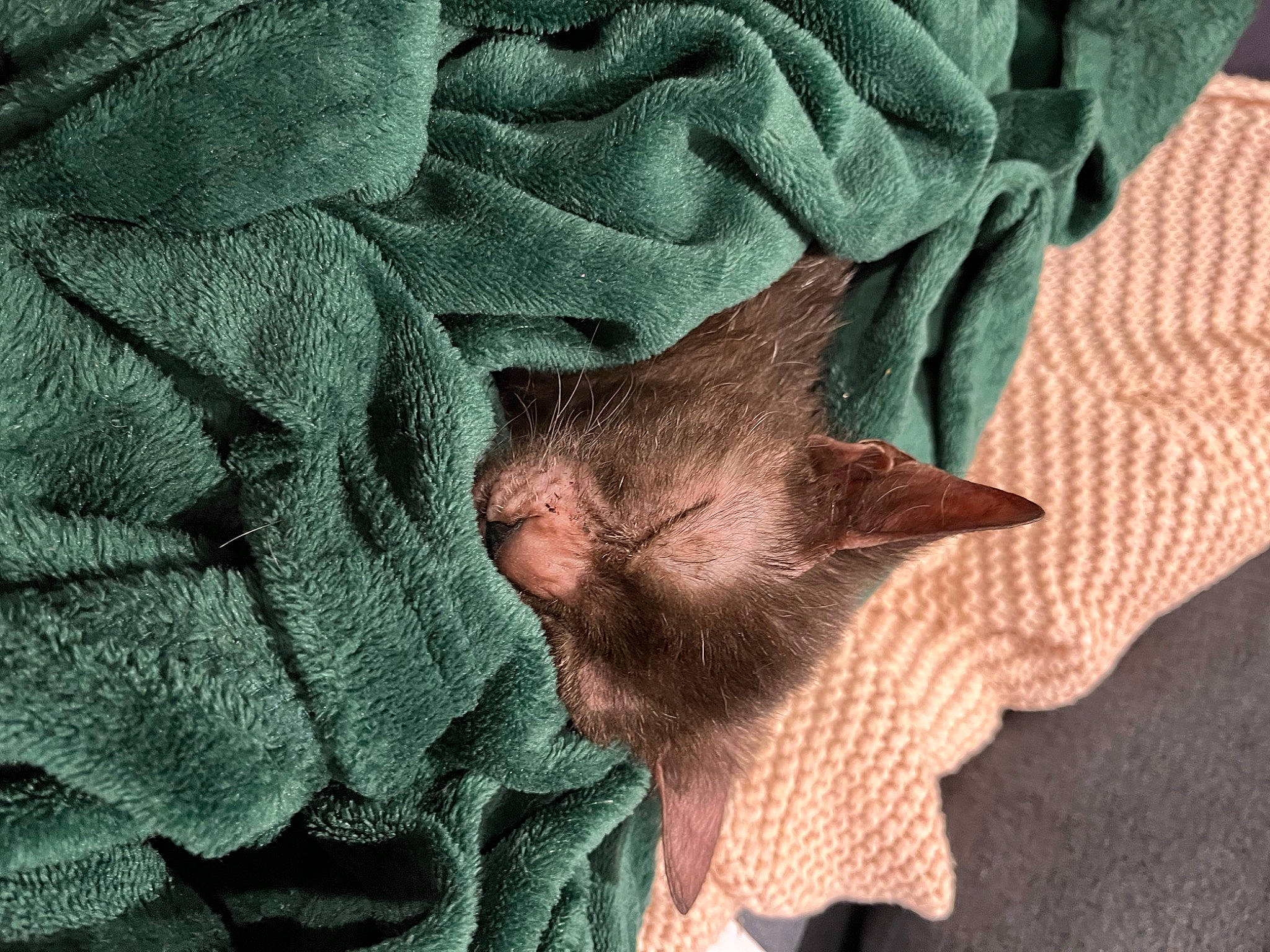 Lilith joined the competition — help win amazing prizes! beard, carnivore, cat, close_up, comfort, domestic_short_haired_cat, fawn, felidae, fur, grey, linens, pattern, plant, sleeve, small_to_medium_sized_cats, snout, textile, tree, whiskers, wool