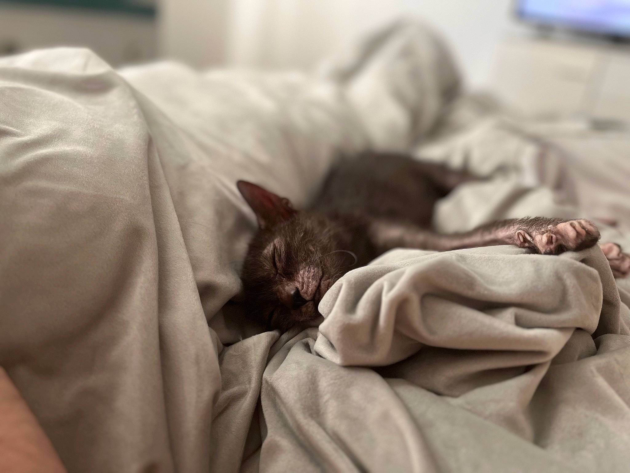 Lilith joined the competition — help win amazing prizes! bed, bed_sheet, bedding, bedroom, blanket, carnivore, cat, comfort, domestic_short_haired_cat, duvet, felidae, fur, grey, linens, monochrome, monochrome_photography, nap, room, small_to_medium_sized_cats, whiskers